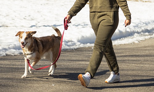 resident walks dog, on leash, on a beach
